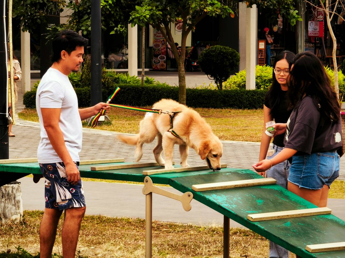 Trainer using hand signals and treat reward during service dog task coaching session with a Labrador Retriever performing a brace-and-stabilize task