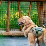 Service Dog Task Coaching: 7 Proven Tips to Avoid Costly Training Mistakes