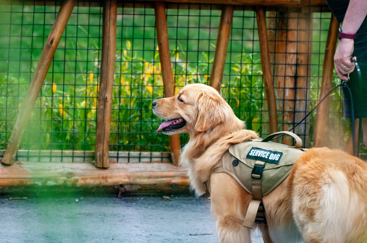 Service Dog Task Coaching: 7 Proven Tips to Avoid Costly Training Mistakes